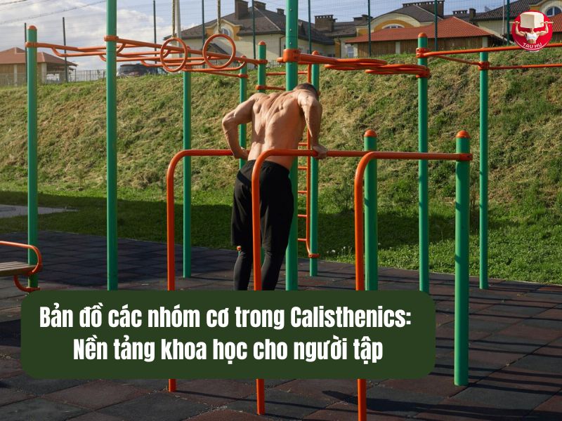 Bản đồ các nhóm cơ trong Calisthenics: Nền tảng khoa học cho người tập