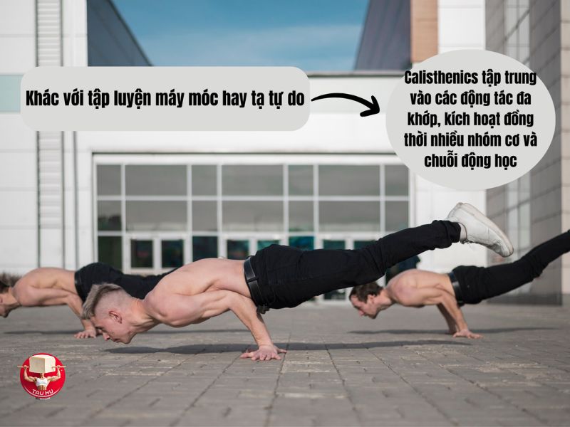 Các bài tập Calisthenics có thể tác động vào nhiều nhóm cơ và chuỗi động học mà không cần sử dụng máy móc hay tạ đơn