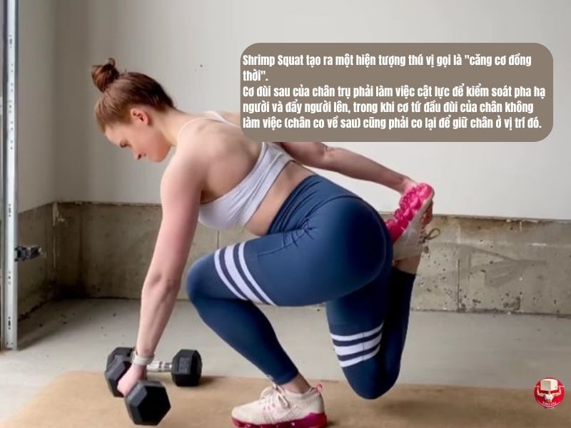 Về mặc cơ chế sinh lý, Shrimp Squat kích thích sự phát triển cơ đùi sau của chân trụ 