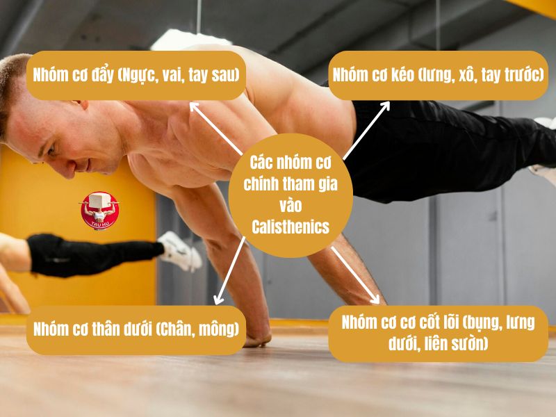 Bốn nhóm cơ chính tham gia vào bài tập Calisthenics: nhóm cơ đẩy, nhóm cơ dưới, nhóm cơ thân dưới và nhóm cơ cốt lõi