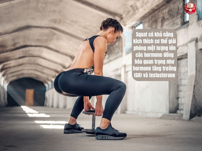 Squat kích thích giải phóng hormone – cao hơn so với các bài tập chân đơn lẻ khác, từ đó tạo ra một môi trường nội tiết tối ưu cho quá trình tổng hợp protein và xây dựng cơ bắp