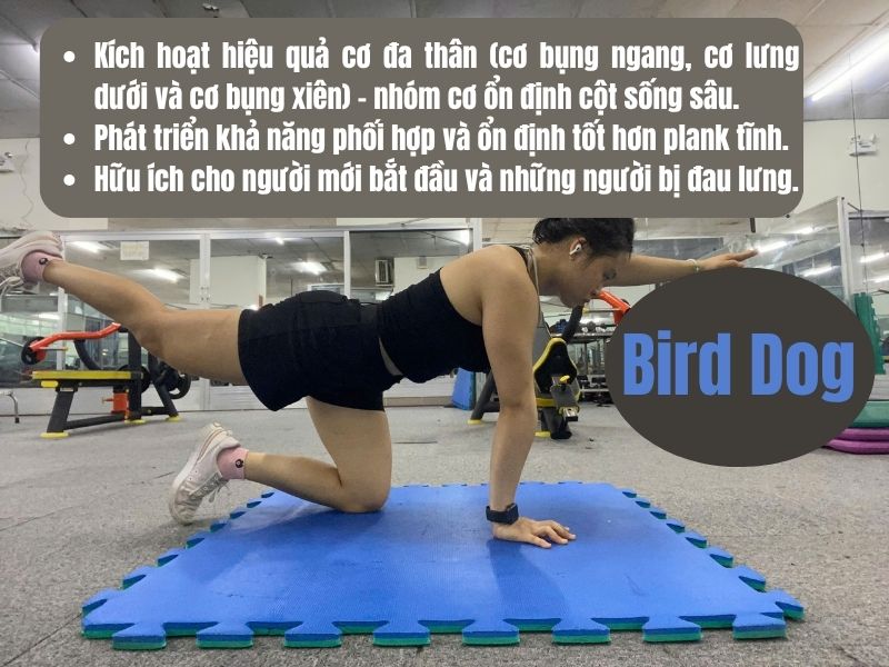 Bird Dog là bài tập kích hoạt các nhóm cơ sâu và tăng sự ổn định cho cơ thể