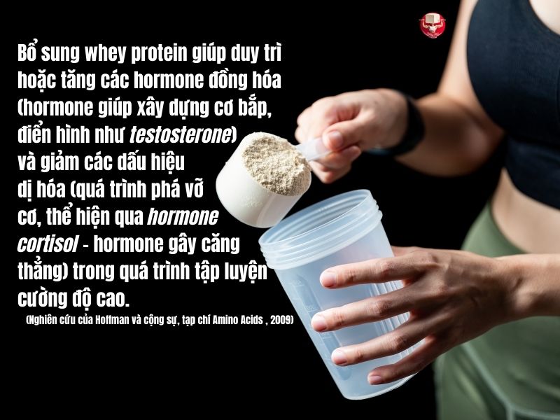Nói đơn giản, whey protein giúp tạo môi trường bên trong cơ thể thuận lợi cho việc xây dựng cơ bắp mới và hạn chế việc mất đi cơ bắp đã có